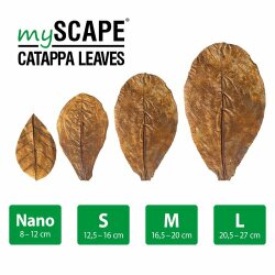 Catappa Leaves L 20,5-27cm (10stk)