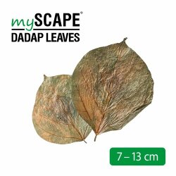 Dadap Leaves 7-13cm (10stk)