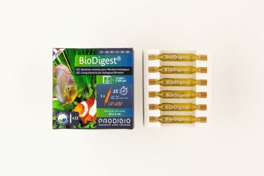 Prodibio BioDigest 12 Ampullen