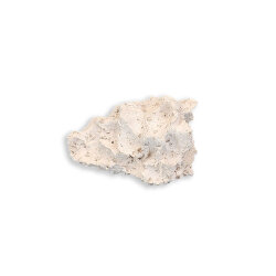 Anemonenhöhle S ca. 8 cm