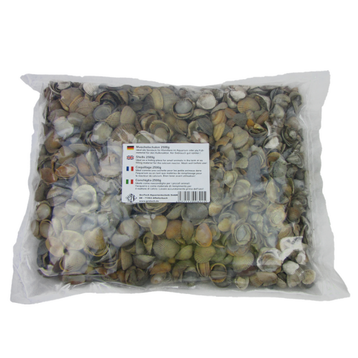 Muschelschalen / Shells / Coquillage  2500g