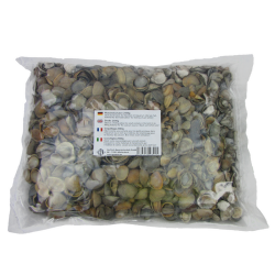 Muschelschalen / Shells / Coquillage  2500g