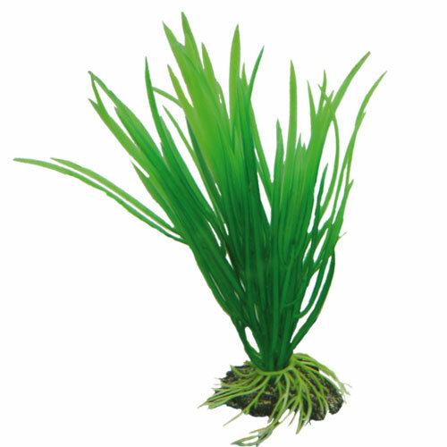 Cyperus  16 cm, SB