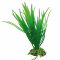 Cyperus  16 cm, SB