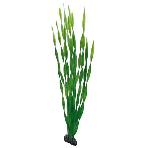 Vallisneria  60 cm, SB