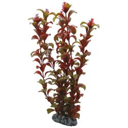 Rotala  30 cm, SB