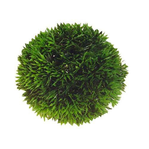 Plant Ball  9 cm