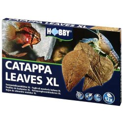 Catappa Leaves XL  12 St., SB