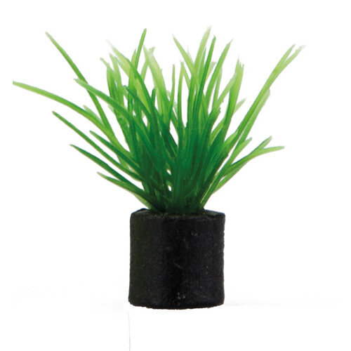 Eleocharis mini  1,5 x 1,5 x 3 cm, SB